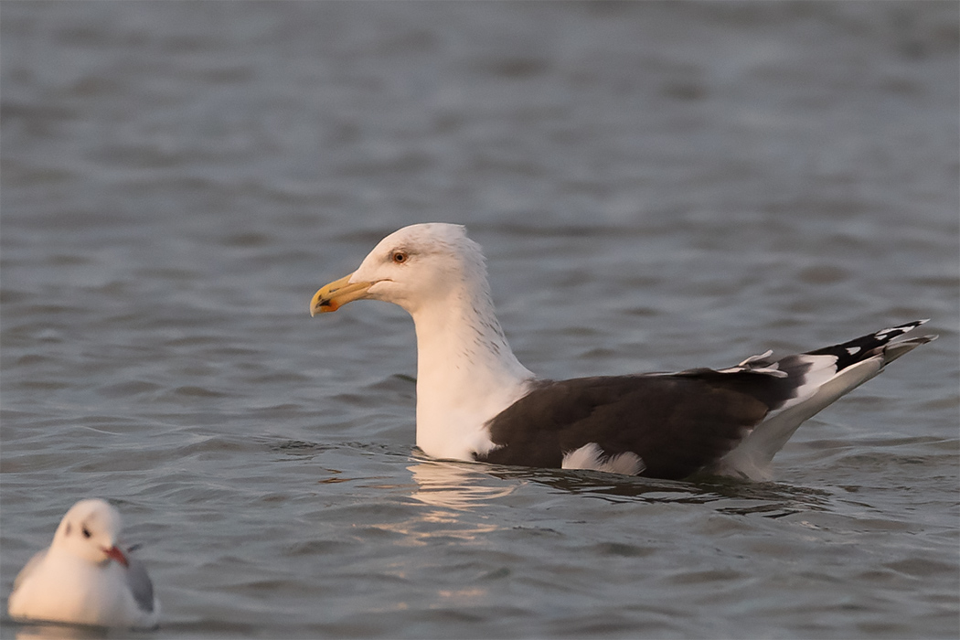 Great Black-backed Gull